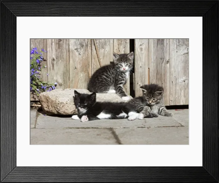 Framed Print : Cat - three kittens resting in the sun - in front of garden shed - Lower Saxony - Germany Framed Print : Cat - three kittens resting in the sun - in front of garden shed - Lower Saxony - Germany