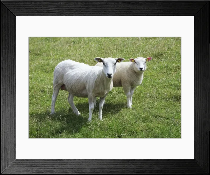 Framed Print : Texel Milk Sheep - ewe and lamb, Island of Texel, Holland Framed Print : Texel Milk Sheep - ewe and lamb, Island of Texel, Holland