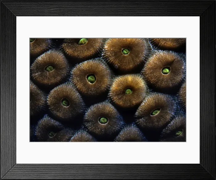 Framed Print : Great Star Coral Framed Print : Great Star Coral