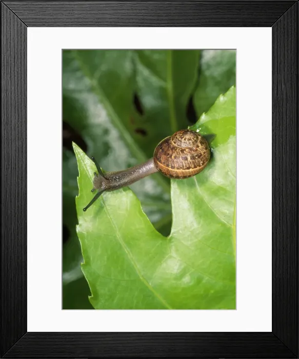 Framed Print : Garden Snail - crawling over leaves - UK Framed Print : Garden Snail - crawling over leaves - UK