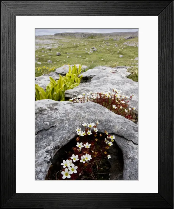 Framed Print : Irish Saxifrage - on limestone pavement, with Hart's Tongue Fern; The Burren, Eire Framed Print : Irish Saxifrage - on limestone pavement, with Hart's Tongue Fern; The Burren, Eire