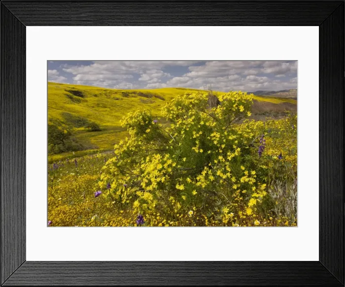Framed Print : Narrowleaf / Interior Goldenbush - in Cottonwood Canyon, near Cuyama, southern California Framed Print : Narrowleaf / Interior Goldenbush - in Cottonwood Canyon, near Cuyama, southern California