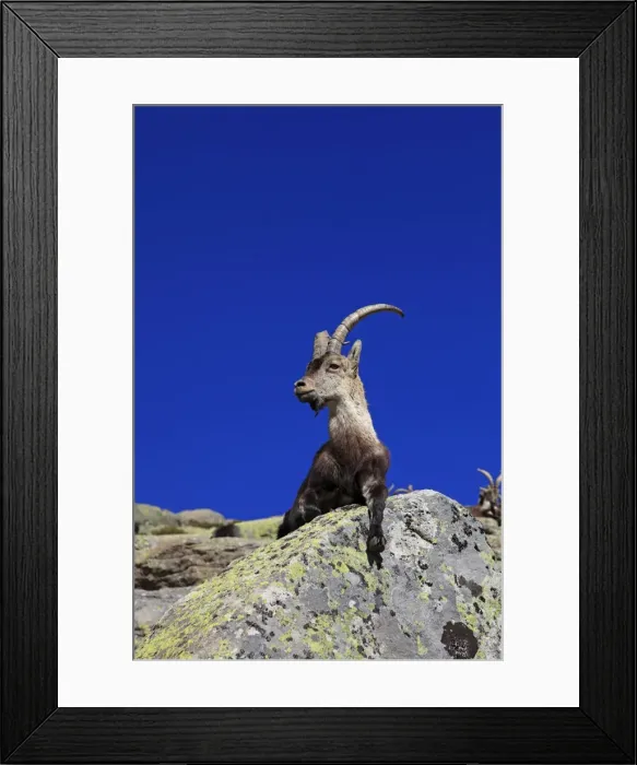 Framed Print : Spanish Ibex - Sierra de Gredos - Spain