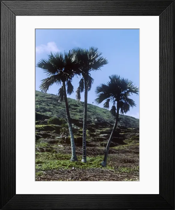 Framed Print : Latan Palms - endemic - Round Island - Mauritius Framed Print : Latan Palms - endemic - Round Island - Mauritius