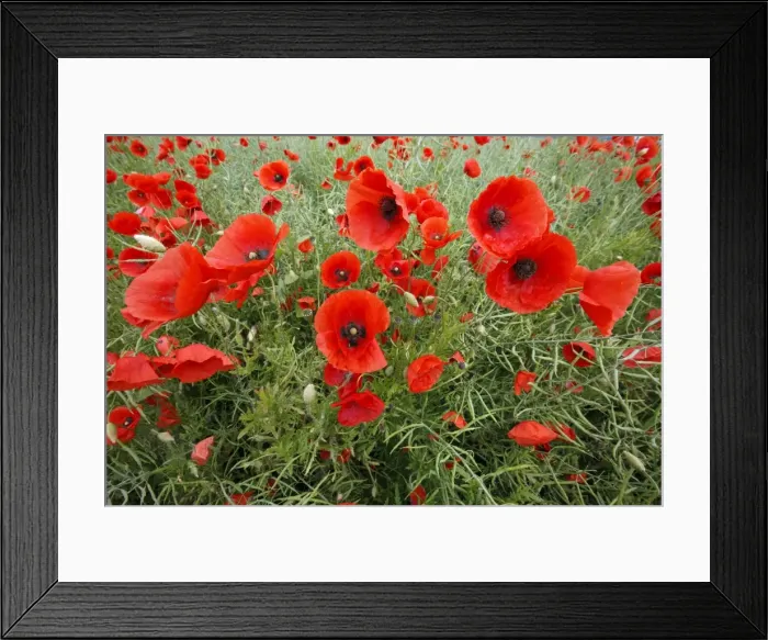 Framed Print : Common Poppy - growing in oil seed rape crop - Lower Saxony - Germany Framed Print : Common Poppy - growing in oil seed rape crop - Lower Saxony - Germany