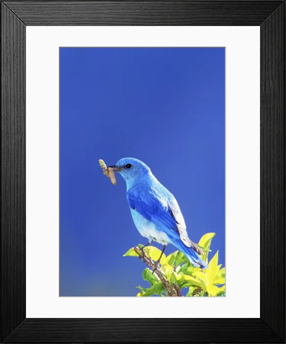 Framed Print : Mountain Bluebird TOM 591 Male with caterpillar - Wyoming. USA. Sialia currucoides © Tom & Pat Leeson / ardea. com Framed Print : Mountain Bluebird TOM 591 Male with caterpillar - Wyoming. USA. Sialia currucoides © Tom & Pat Leeson / ardea. com