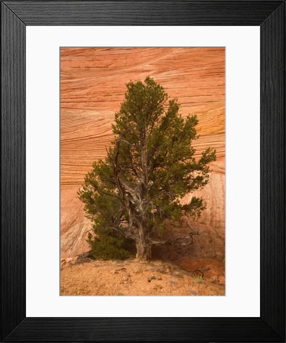 Framed Print : Pinyon and Escalante cross-bedding - a small Pinyon tree growing in Zebra slot canyon - Zebra Canyon, Hole-in-the-Rock-Road, Grand Staircase Escalante National Monument, Utah Framed Print : Pinyon and Escalante cross-bedding - a small Pinyon tree growing in Zebra slot canyon - Zebra Canyon, Hole-in-the-Rock-Road, Grand Staircase Escalante National Monument, Utah