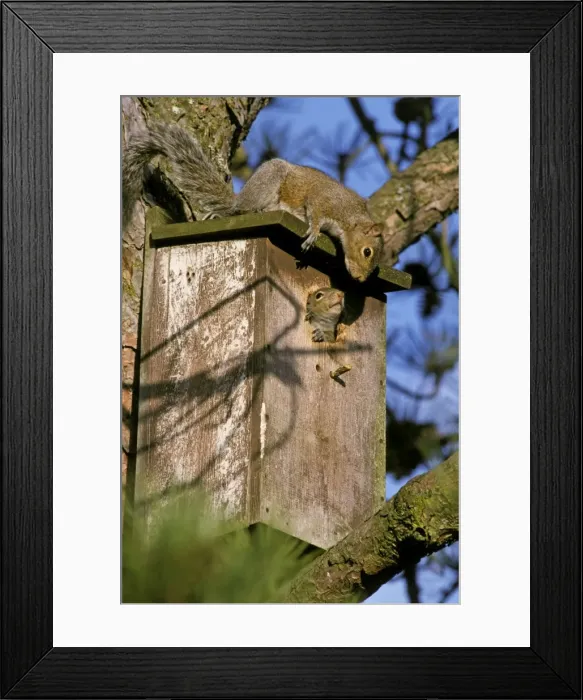 Framed Print : Eastern Grey Squirrels TOM 603 Mother (on top) with half grown young using bird box for nest Washington, U. S. A. Sciurus carolinensis © Tom & Pat Leeson / ardea. com Framed Print : Eastern Grey Squirrels TOM 603 Mother (on top) with half grown young using bird box for nest Washington, U. S. A. Sciurus carolinensis © Tom & Pat Leeson / ardea. com