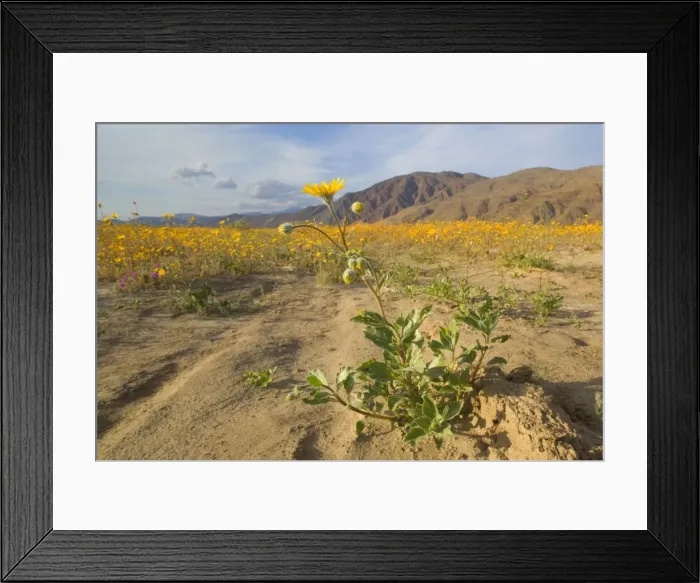 Framed Print : Desert Sunflowers - Anza Borrego Desert State Park - California - USA Framed Print : Desert Sunflowers - Anza Borrego Desert State Park - California - USA
