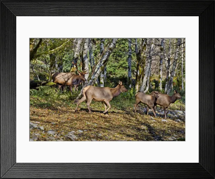Framed Print : Roosevelt Elk - bull and several members of his harem in red alder tree bottom along a Pacific Northwest river during the Autumn rut - Olympic National Park - USA _E7B8667 Framed Print : Roosevelt Elk - bull and several members of his harem in red alder tree bottom along a Pacific Northwest river during the Autumn rut - Olympic National Park - USA _E7B8667