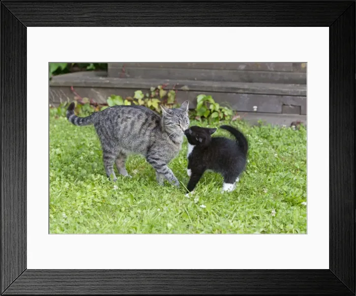 Framed Print : Cat - kitten seeking contact with mother - outdoors - Lower Saxony - Germany Framed Print : Cat - kitten seeking contact with mother - outdoors - Lower Saxony - Germany