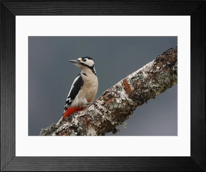 Framed Print : Great Spotted Woodpecker - on silver birch tree trunk. Scotland Framed Print : Great Spotted Woodpecker - on silver birch tree trunk. Scotland
