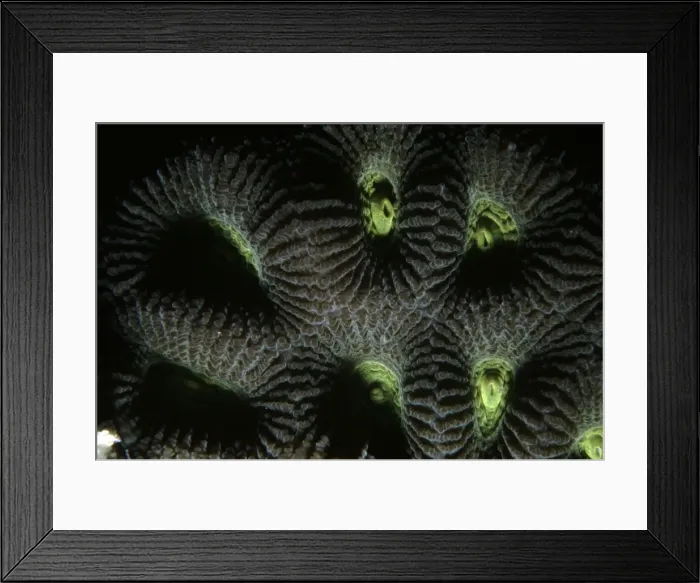 Framed Print : Hard Coral Framed Print : Hard Coral