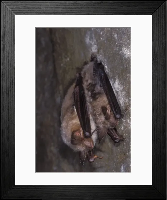 Framed Print : Mouse-eared Bat - with Daubenton's Bat (Myotis Daubentonii) - hibernation at cave - The Ardennes - Belgium Framed Print : Mouse-eared Bat - with Daubenton's Bat (Myotis Daubentonii) - hibernation at cave - The Ardennes - Belgium