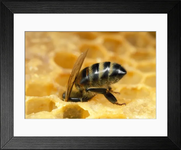 Framed Print : Honey Bee - worker with head in honeycomb - UK Framed Print : Honey Bee - worker with head in honeycomb - UK