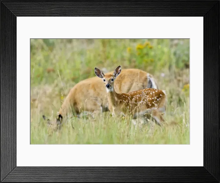 Framed Print : White-tailed Deer - doe & fawn - Summer - Western U. S. _E3D6539 Framed Print : White-tailed Deer - doe & fawn - Summer - Western U. S. _E3D6539