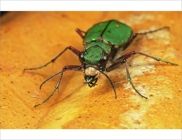 Green Tiger Beetle - UK