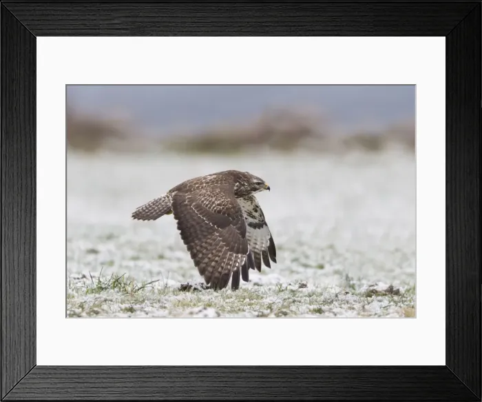 Framed Print : Common Buzzard - in flight over snow covered field - Lower Saxony - Germany Framed Print : Common Buzzard - in flight over snow covered field - Lower Saxony - Germany