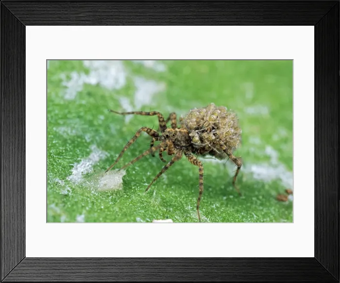 Framed Print : Wolf Spider SPH 24 Female carrying young, UK. Pardosa amentata © Steve Hopkin / ardea. com Framed Print : Wolf Spider SPH 24 Female carrying young, UK. Pardosa amentata © Steve Hopkin / ardea. com