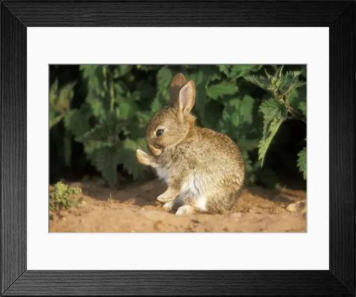 Framed Print : Wild Rabbit USH 272 Young cleaning itself Oryctolagus cuniculus © Duncan Usher / ardea. com Framed Print : Wild Rabbit USH 272 Young cleaning itself Oryctolagus cuniculus © Duncan Usher / ardea. com