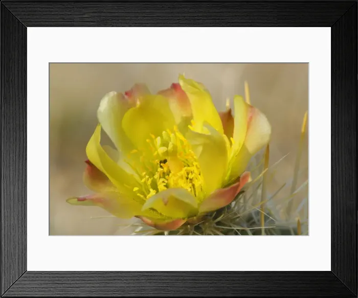 Framed Print : Teddy Bear Cholla - Anza Borrego Desert State Park - California - USA Framed Print : Teddy Bear Cholla - Anza Borrego Desert State Park - California - USA