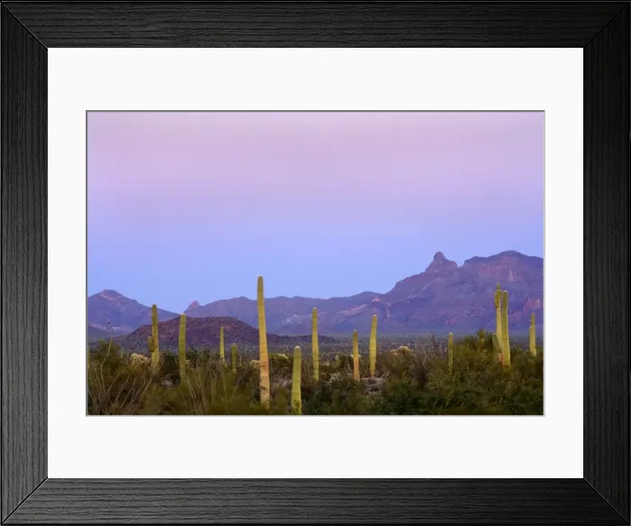 Framed Print : Sonora Desert - sonoran desert plant community including Saguaro Cacti, Ocotillos (Fouquieria splendens) Creosote Bush (Larrea tridentata), Mesquite and others against the Ajo Mountains as backdrop - Organ Pipe National Monument - Arizona - USA Framed Print : Sonora Desert - sonoran desert plant community including Saguaro Cacti, Ocotillos (Fouquieria splendens) Creosote Bush (Larrea tridentata), Mesquite and others against the Ajo Mountains as backdrop - Organ Pipe National Monument - Arizona - USA