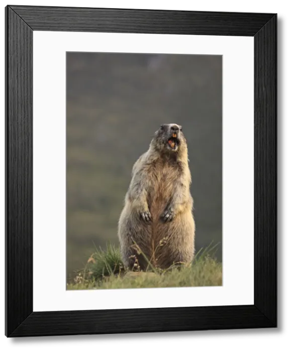 Framed Print : Alpine Marmot - on hind legs - Europe Framed Print : Alpine Marmot - on hind legs - Europe