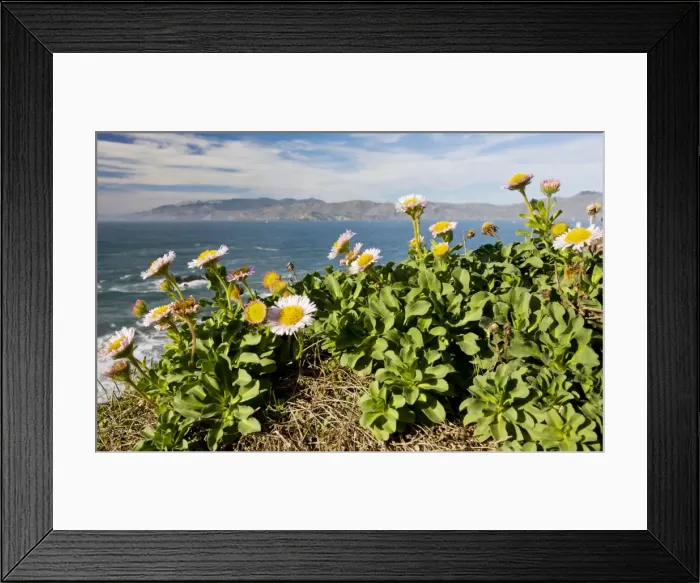 Framed Print : Seaside Fleabane / Beach Aster / Seaside Daisy - in native habitat on cliffs - San Francisco Bay - California Framed Print : Seaside Fleabane / Beach Aster / Seaside Daisy - in native habitat on cliffs - San Francisco Bay - California