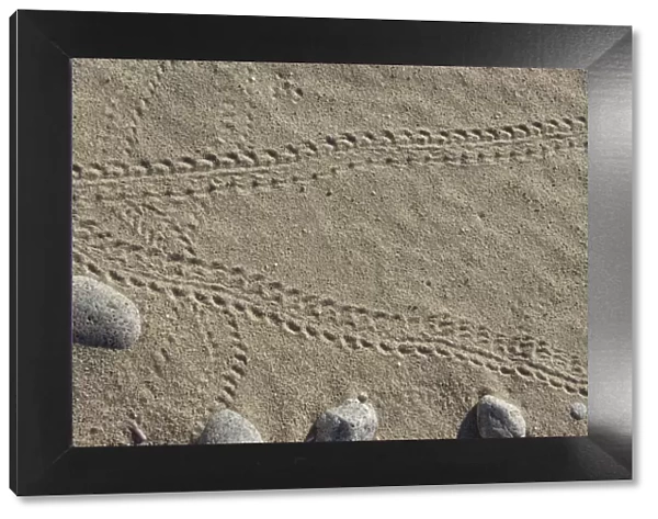 Sea Turtle - hatchling tracks on beach - Punta Colorado - Sea of Cortez - Baja California - Mexico