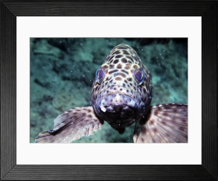 Framed Print : Honeycomb Grouper - Great Barrier Reef Framed Print : Honeycomb Grouper - Great Barrier Reef