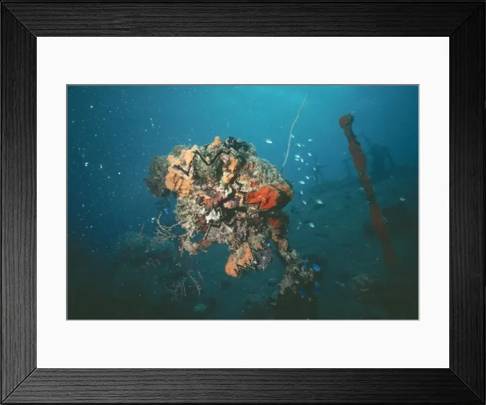 Framed Print : Coral VT 2671 Colonised wreck, Truck Lagoon, Indo Pacific. © Ron & Valerie Taylor / ardea. com Framed Print : Coral VT 2671 Colonised wreck, Truck Lagoon, Indo Pacific. © Ron & Valerie Taylor / ardea. com