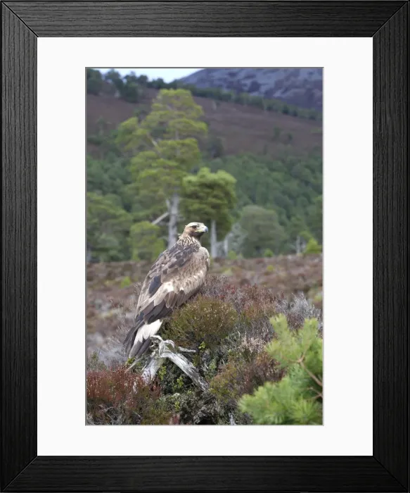 Framed Print : Golden Eagle. Scottish Moor - Aviemore - Scotland Framed Print : Golden Eagle. Scottish Moor - Aviemore - Scotland