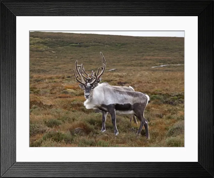 Framed Print : Reindeer - Cairngorm National Park - Scotland Framed Print : Reindeer - Cairngorm National Park - Scotland