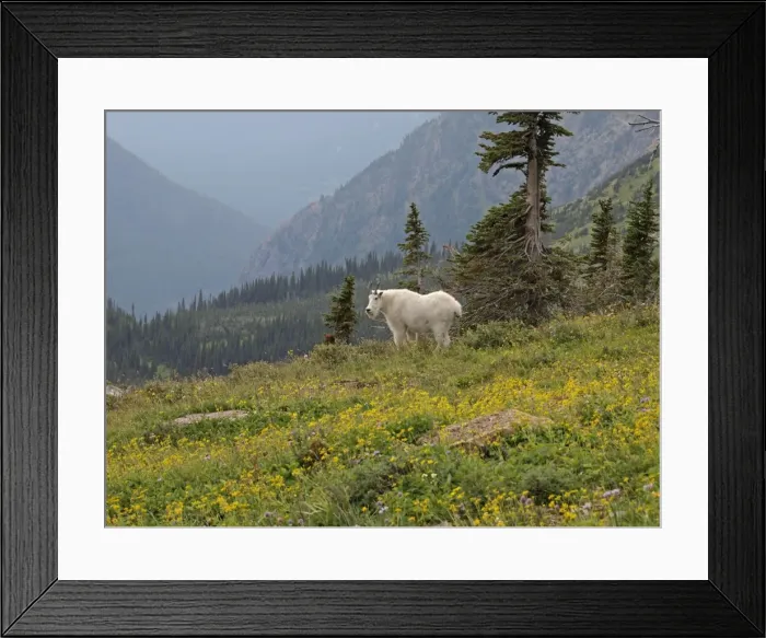 Framed Print : Mountain Goat - Glacier National Park - USA Framed Print : Mountain Goat - Glacier National Park - USA