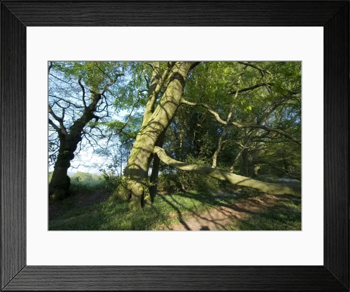 Framed Print : Beech Tree - on woodland boundary bank - Spring - Sussex - UK Framed Print : Beech Tree - on woodland boundary bank - Spring - Sussex - UK