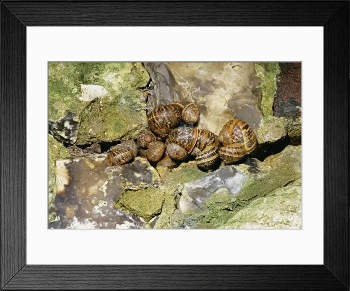 Framed Print : Garden Snail - hibernating group, UK Framed Print : Garden Snail - hibernating group, UK