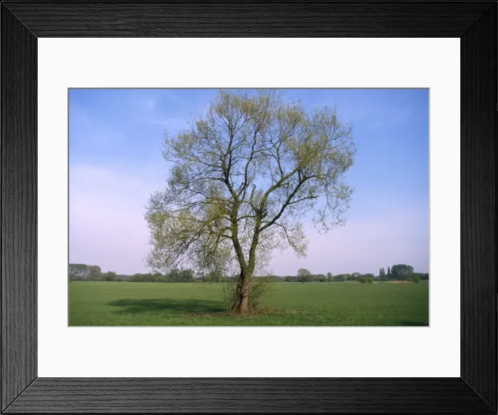 Framed Print : White Willow Framed Print : White Willow