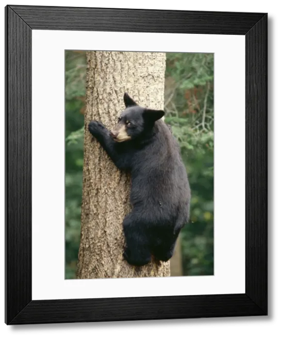 Framed Print : Black Bear TOM 437 Older cub, Minnesota, USA. Ursus americanus © Tom & Pat Leeson / ARDEA LONDON Framed Print : Black Bear TOM 437 Older cub, Minnesota, USA. Ursus americanus © Tom & Pat Leeson / ARDEA LONDON