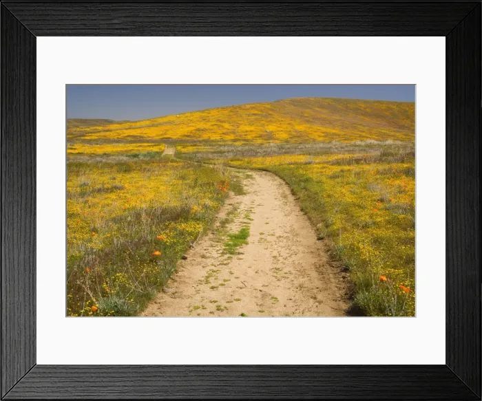 Framed Print : Californian Poppies and Goldfields (Lasthenia californica) - with winding path - Antelope Valley California Poppy Reserve - California - USA Framed Print : Californian Poppies and Goldfields (Lasthenia californica) - with winding path - Antelope Valley California Poppy Reserve - California - USA