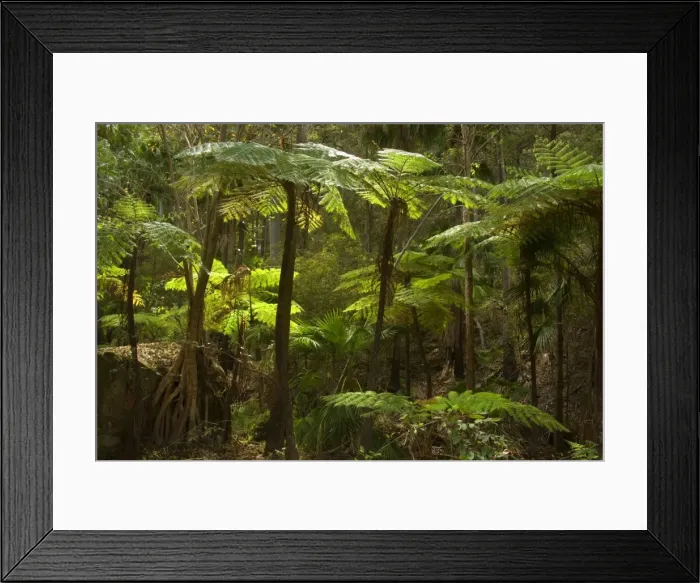 Framed Print : Tree fern - small grove of tree fern in Carnarvon Gorge, which is located in Queensland's arid outback. Carnarvon creek provides for constant humidity, which is necessary for their thriving - Carnarvon Gorge National Park, Outback Queensland Framed Print : Tree fern - small grove of tree fern in Carnarvon Gorge, which is located in Queensland's arid outback. Carnarvon creek provides for constant humidity, which is necessary for their thriving - Carnarvon Gorge National Park, Outback Queensland
