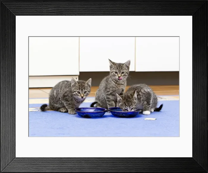 Framed Print : Cat - three kittens feeding in kitchen - Lower Saxony - Germany Framed Print : Cat - three kittens feeding in kitchen - Lower Saxony - Germany