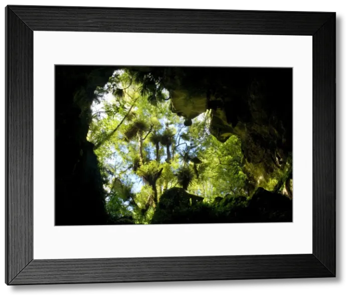 Framed Print : Natural Bridge view from the bottom up through a natural limestone arch at Mangopohoe Natural Bridge Waitomo, King Country, North Island, New Zealand Framed Print : Natural Bridge view from the bottom up through a natural limestone arch at Mangopohoe Natural Bridge Waitomo, King Country, North Island, New Zealand