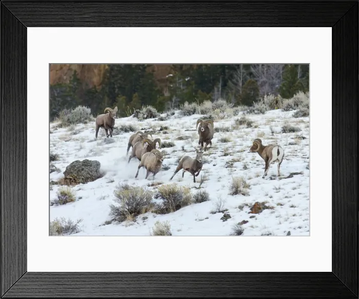 Framed Print : Bighorn Sheep - rams chasing ewe that they think is ready to mate (estrus) in December snow - Rocky Mountains - USA _E7C3447 Framed Print : Bighorn Sheep - rams chasing ewe that they think is ready to mate (estrus) in December snow - Rocky Mountains - USA _E7C3447