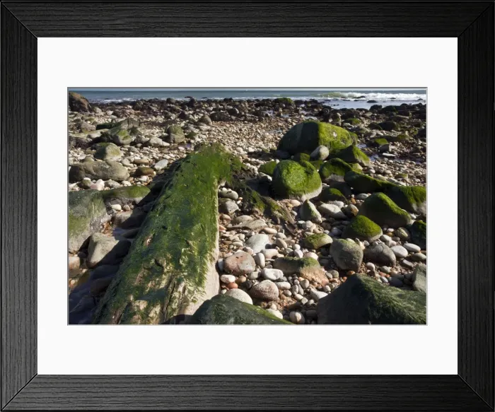 Framed Print : Well-preserved fossil forest - from c. 4000 years ago of Atlantic White Cedar - (Chamaecyparis thyoides) on the beach at Montauk Point - Long Island - NY - USA Framed Print : Well-preserved fossil forest - from c. 4000 years ago of Atlantic White Cedar - (Chamaecyparis thyoides) on the beach at Montauk Point - Long Island - NY - USA