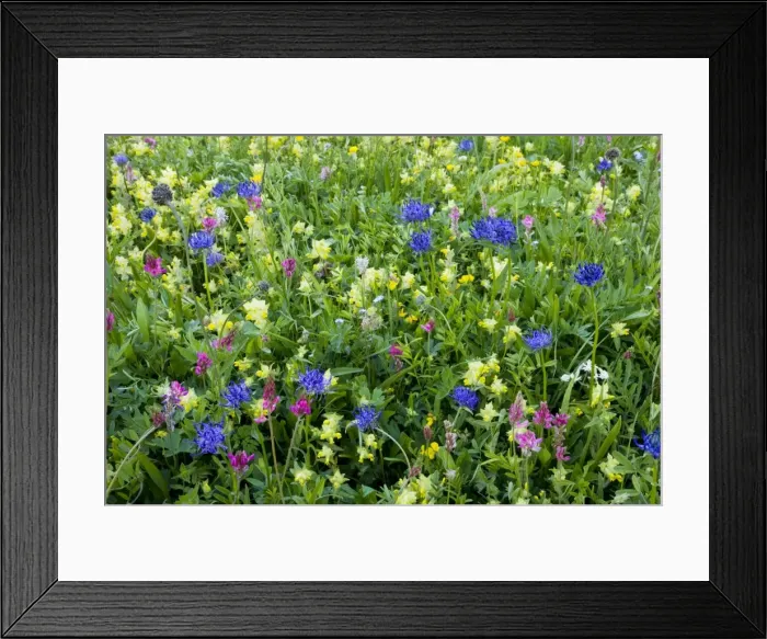 Framed Print : Flowery hay meadows, with round-headed rampion, sainfoin, etc. on the Albula Pass, Upper Engadin, east Switzerland Framed Print : Flowery hay meadows, with round-headed rampion, sainfoin, etc. on the Albula Pass, Upper Engadin, east Switzerland