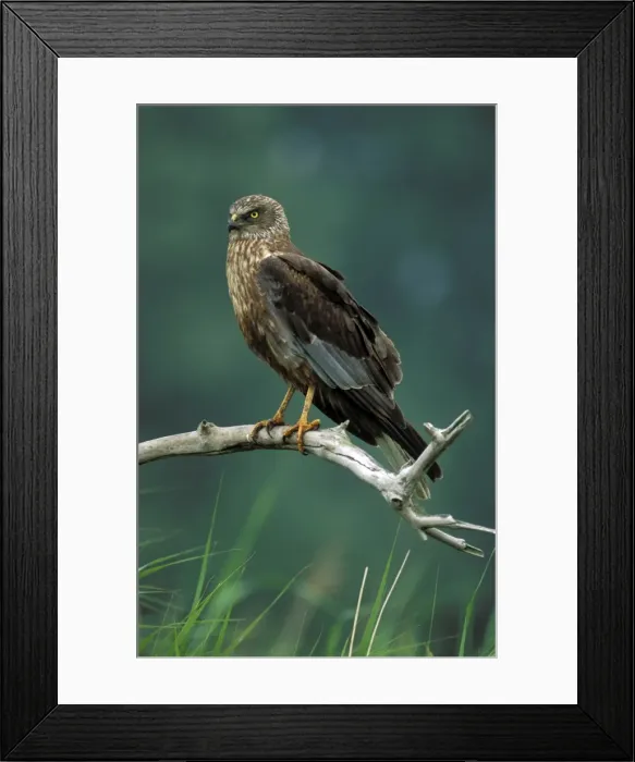 Framed Print : Marsh Harrier Framed Print : Marsh Harrier
