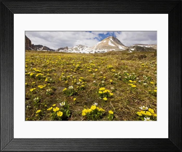 Framed Print : Mountain Buttercup and Mountain Marsh-Marigold, below Helen Lake, Banff National Park, Rockies, Canada Framed Print : Mountain Buttercup and Mountain Marsh-Marigold, below Helen Lake, Banff National Park, Rockies, Canada