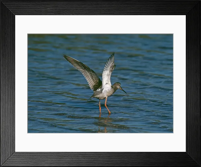 Framed Print : Spotted Redshank RV 820 Tringa erythropus © Richard Vaughan / ardea. com Framed Print : Spotted Redshank RV 820 Tringa erythropus © Richard Vaughan / ardea. com