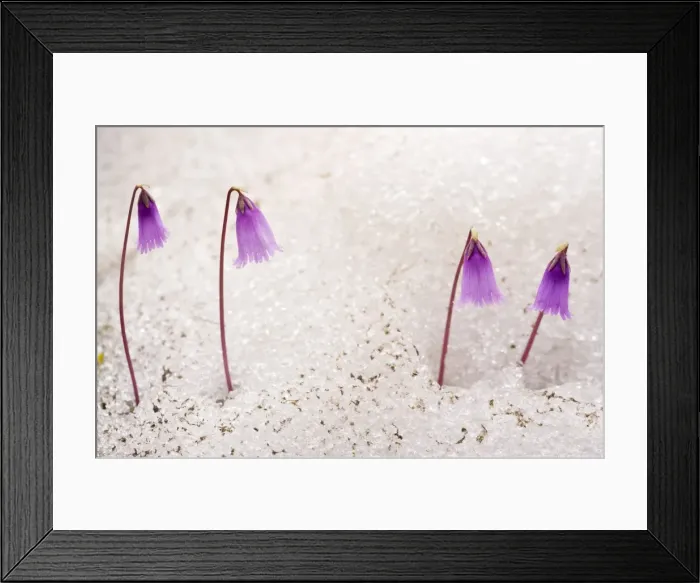 Framed Print : Dwarf Snowbells pushing up through the snow, Alps Framed Print : Dwarf Snowbells pushing up through the snow, Alps