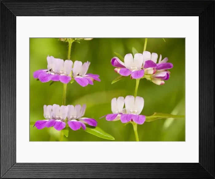Framed Print : Chinese Houses / Innocence - in flower. Chaparral - south California Framed Print : Chinese Houses / Innocence - in flower. Chaparral - south California
